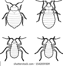 Bed Bug Animal Vector Illustration Hand Drawn Cartoon Art