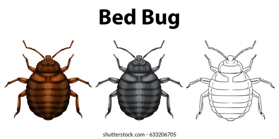 Bed bug in three sketches illustration