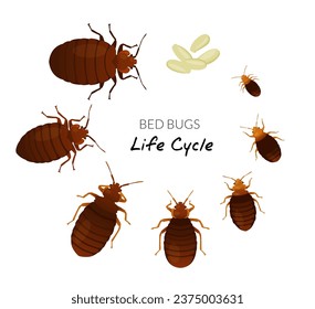 Bed Bugs - Genus Cimex - Ciclo de vida - Ilustración de acciones como archivo EPS 10