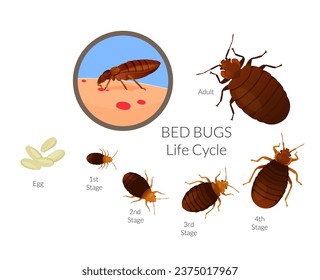 Bed Bugs - Genus Cimex - Lifecycle  - Stock Illustration  as EPS 10 File