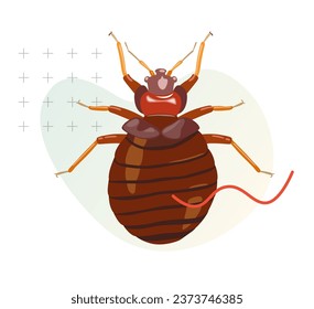 Bed Bugs - Genus Cimex - Ilustración de acciones como archivo EPS 10