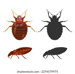 Bed Bugs - Genus Cimex - Stock Illustration  as EPS 10 File