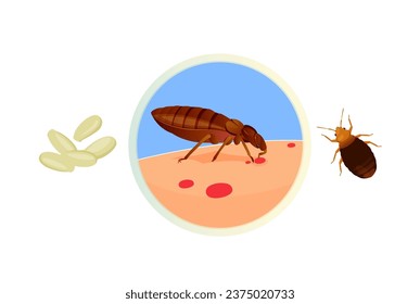 Bed Bugs - Genus Cimex - Stock Illustration  as EPS 10 File