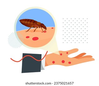 Bed Bugs - Genus Cimex - Stock Illustration  as EPS 10 File