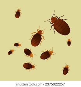 Bed Bugs - Genus Cimex - Stock Illustration  as EPS 10 File