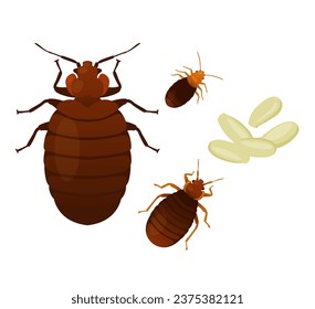 Bed Bugs - Genus Cimex - Stock Illustration  as EPS 10 File