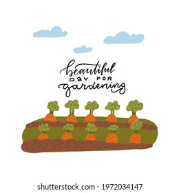 A bed of carrots for the vegetable garden. Lettering text - beautiful day for gardening. Vector illustration of the gardener's work. Banner of the kitchen garden .