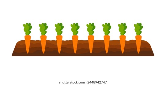 Bed of carrots for the vegetable garden. Vector illustration of gardener's work. Banner of kitchen garden. Garden bed with vegetables. Carrots in the garden bed. Illustration showing how carrots grow