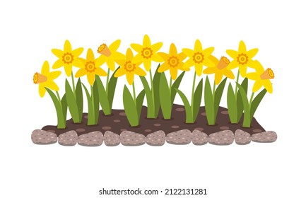 Bed of flowers with yellow narcissus. Spring flowers. Isolated flat vector illustration.