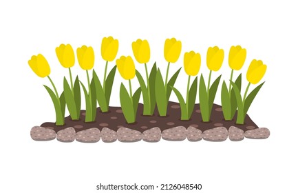 Bed of flowers with yellow tulips. Spring flowers. Isolated flat vector illustration.