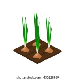 The bed of onions. Object isolated on white background. Element for the game.