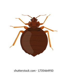 Bedbug isolated on white background. Insect illustration