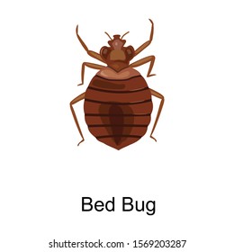 Bedbug Vector Icon.Cartoon Vector Icon Isolated On White Background Bedbug .