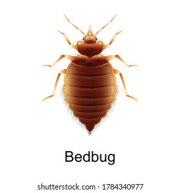 Bedbug Vector Icon.Realistic Vector Icon Isolated On White Background Bedbug.