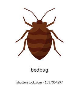 Bedbug. Vector Illustration Of An Insect.