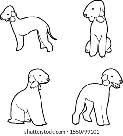 Bedlington Terrier Animal Vector Illustration Hand Drawn Cartoon Art