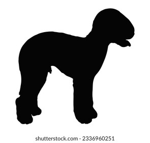 Bedlington Terrier Black Silhouette Vector Desain