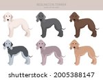 Bedlington terrier clipart. Different coat colors and poses set.  Vector illustration