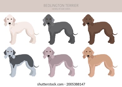 Bedlington terrier clipart. Different coat colors and poses set.  Vector illustration