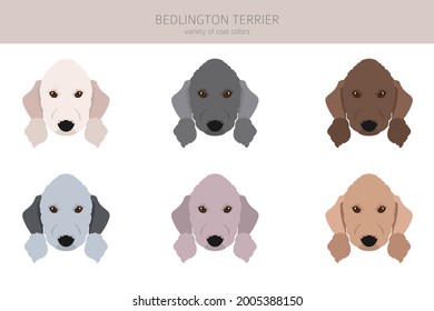 Bedlington terrier clipart. Different coat colors and poses set.  Vector illustration