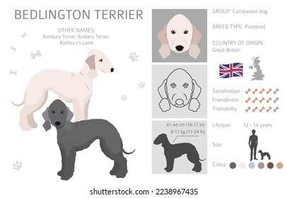 Bedlington terrier clipart. Different coat colors and poses set.  Vector illustration