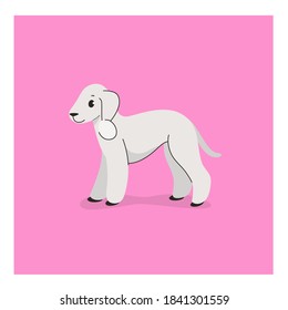 Bedlington Terrier. Cute dog character. Vector illustration in cartoon style for poster, postcard.
