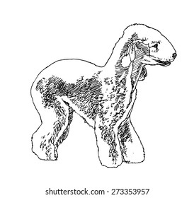 Bedlington Terrier Dog. hand drawn. Vector illustration