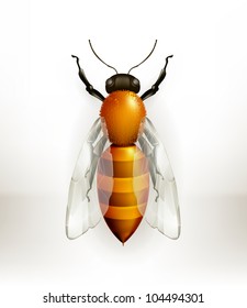 Bee
