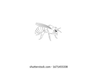 Bee Animal Cartoon Vector Outline Illustration
