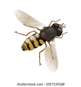 Bee, animal, vector