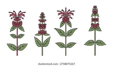 Bee Balm Line art vector set simple abstract colorful illustration