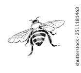 Bee from Behind, Hand-Drawn Vector, Graphic Style, Cartoon Illustration, Black and White, Sketch Style, Isolated on White Background