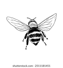 Bee from Behind, Hand-Drawn Vector, Graphic Style, Cartoon Illustration, Black and White, Sketch Style, Isolated on White Background