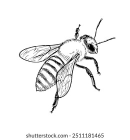 Bee from Behind, Hand-Drawn Vector, Graphic Style, Cartoon Illustration, Black and White, Sketch Style, Isolated on White Background