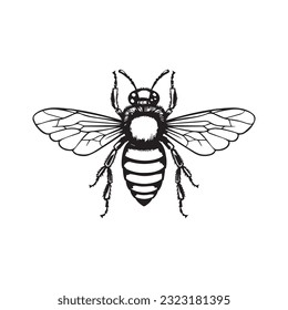 bee black and white vector illustration 