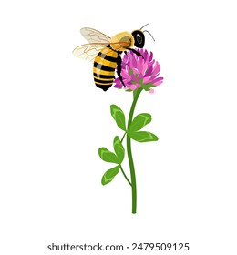 Bee or bumblebee collect pollen on a red clover Spring, summer, nature concept. Modern isolated Vector illustration. Logo, print, design template