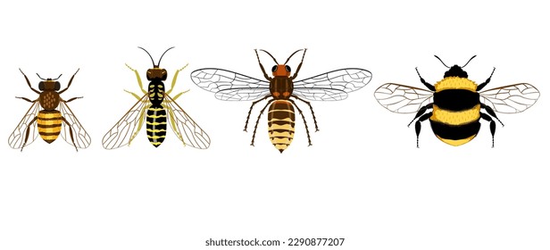 Bee, bumblebee, wasp, hornet. Set insects isolated on a white background. Drawing of insects. Vector illustration isolated on white