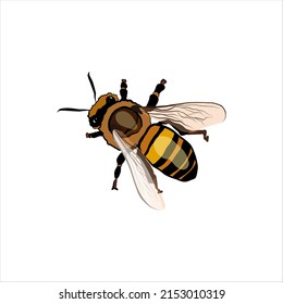 bee cartoon flat style vector illustration. Hand-drawing of honey bee icon isolated on white 