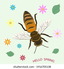 Bee close-up, floral abstract background - vector. Spring motive.