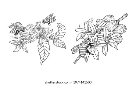 Bee with coffee tree hand drawn illustrations template set