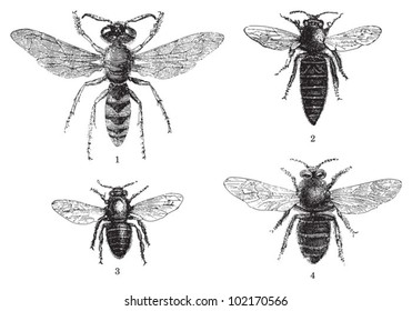 Bee collection - 1. European beewolf  - 2. Queen - 3. Worker - 4. Drone / vintage illustration from Brockhaus Konversations-Lexikon 1908