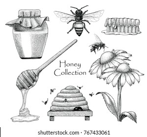 Bee collection set hand drawing engraving style on white background