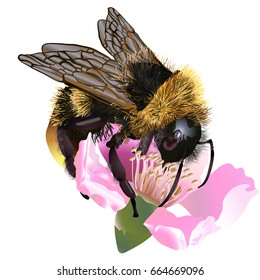 The bee collects honey