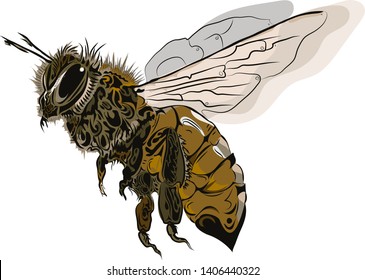 Bee. Color tattoo. Vector image