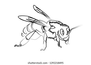 bee contour vector illustration isolated