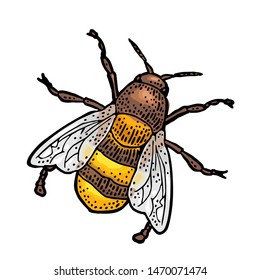 Bee creeping. Engraving vintage vector color illustration. Isolated on white background. Hand drawn design element for label and poster honey