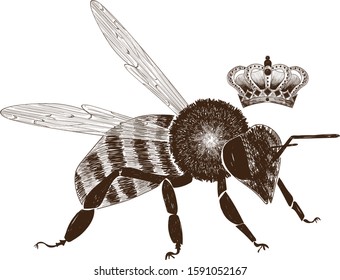 Bee and crown vintage illustration