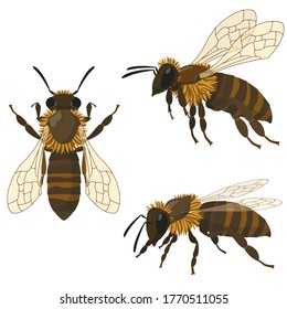 Bee in different poses. Insect in cartoon style.