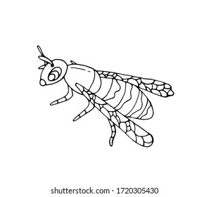 Bee - Doodle style. Domestic and forest insect. Vector isolated illustration with a honeybee on a white background. The bee is a separate element. Printing on fabrics, dishes, and clothing.