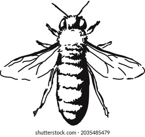 Bee drawn in black on white - vector